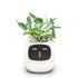 Planters